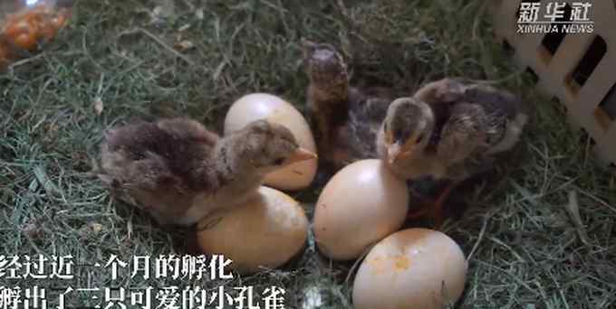 孔雀妈妈只管下蛋不管孵蛋 母鸡妈妈带孔雀宝宝晒太阳 评论亮了！