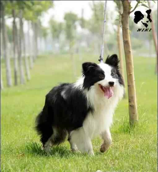 蝴蝶犬能长多大 最聪明的10种狗文章配图