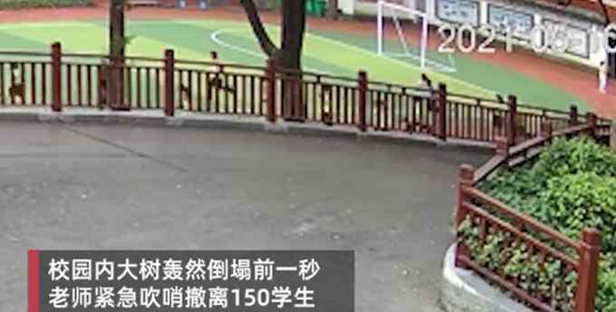 惊险！老师撤离150名学生后大树瞬间倒下 无一学生受伤