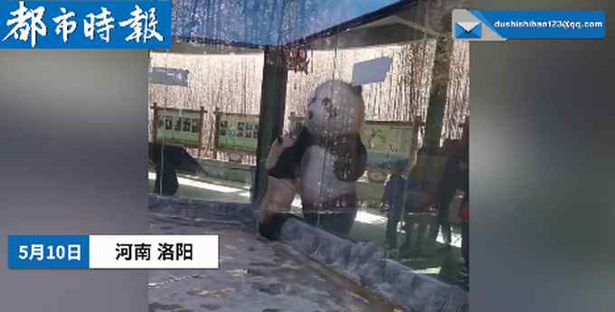 画面萌翻了！大熊猫向展馆外熊猫玩偶求抱抱 网友：它以为是“大哥哥”