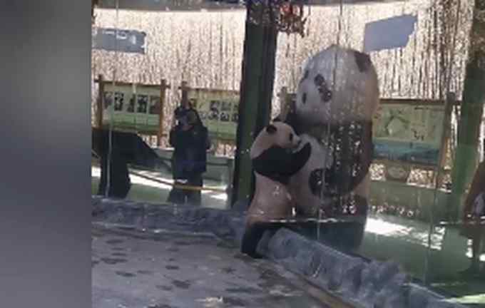 画面萌翻了！大熊猫向展馆外熊猫玩偶求抱抱 网友：它以为是“大哥哥”