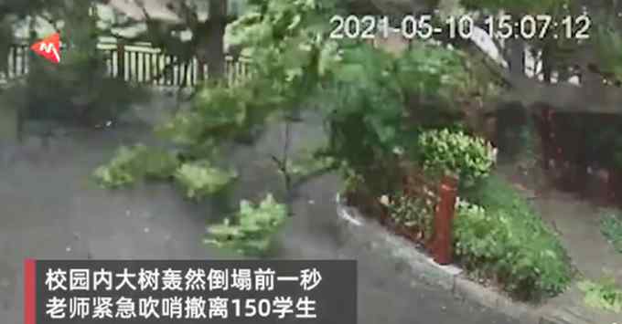 惊险！老师撤离150名学生后大树瞬间倒下 无一学生受伤