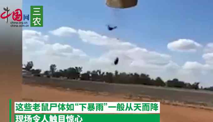 实拍澳洲恐怖一幕 无数老鼠尸体“下暴雨”般从天而降 触目惊心！