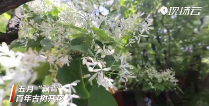 五月飘“雪”！青岛百年古树开花 层叠接连成片