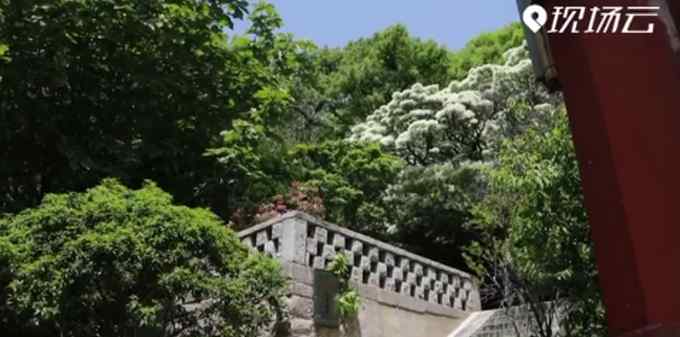 五月飘“雪”！青岛百年古树开花 层叠接连成片