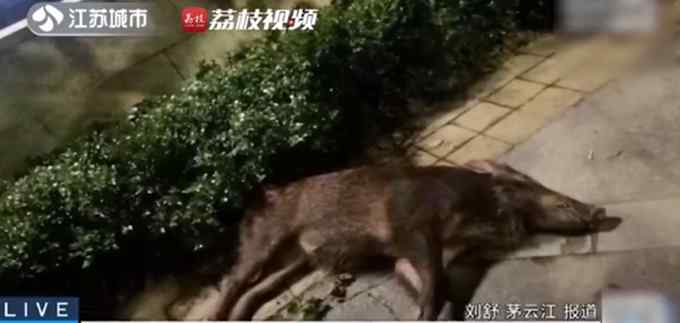 真险！男子深夜开车撞上200斤野猪 野猪死亡车辆轻微受损