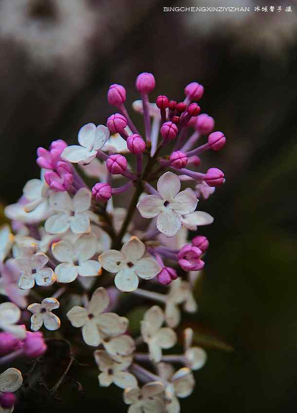 丁香花五月 五月冰城，满城竞放丁香花