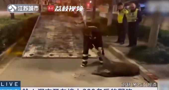真险！男子深夜开车撞上200斤野猪 野猪死亡车辆轻微受损