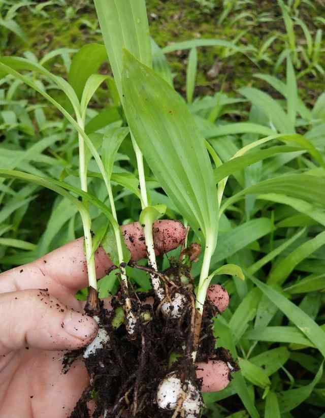 白芨种植种子 白芨种植 效益分析