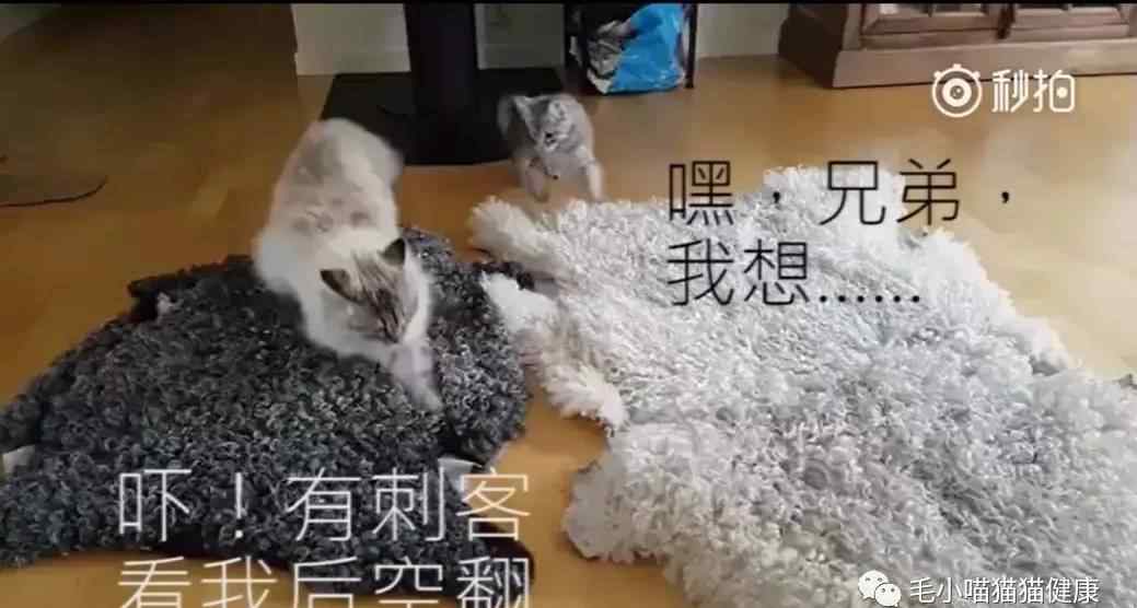 我找大猫 震惊！小猫来找大猫，大猫竟然使出绝世武功……文章配图