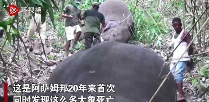 触目惊心！印度18头野象被闪电击中死亡 当地官员：感到担忧