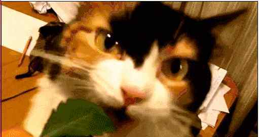 猫薄荷对猫有什么作用 猫薄荷是什么？