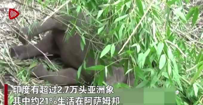 现场画面！印度18头野象被闪电击中死亡