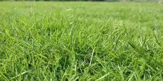 绿化草坪草籽 不同气候地区，如何选择绿化草种？这篇超实用。