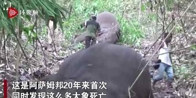 现场画面！印度18头野象被闪电击中死亡