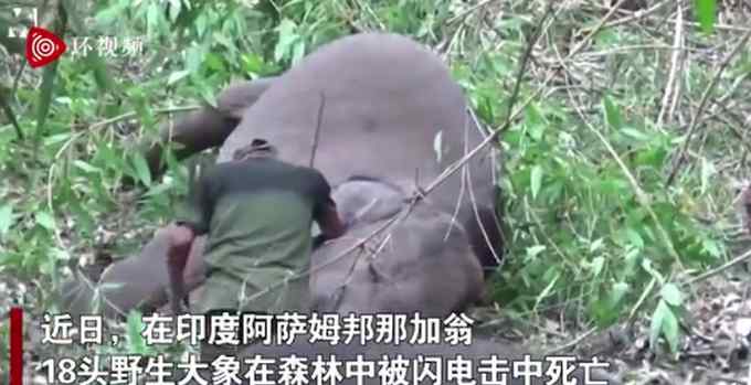 现场画面！印度18头野象被闪电击中死亡