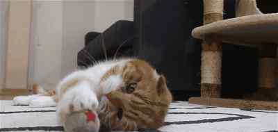 被家猫抓伤出血有事吗 被猫咪抓伤后，我会死吗？！