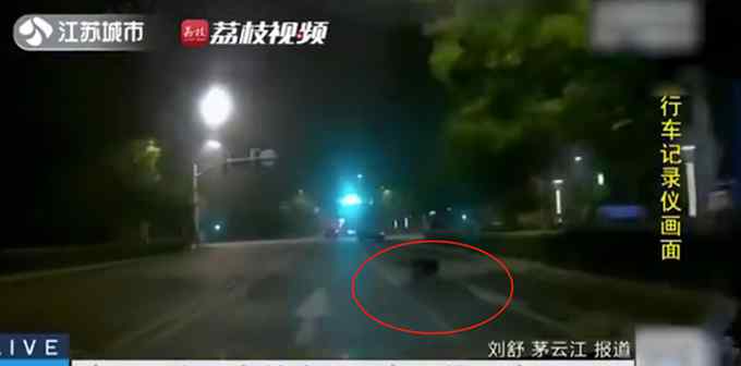 男子深夜开车回家 路旁冲出野猪撞个正着！网友调侃：红烧还是烧烤？
