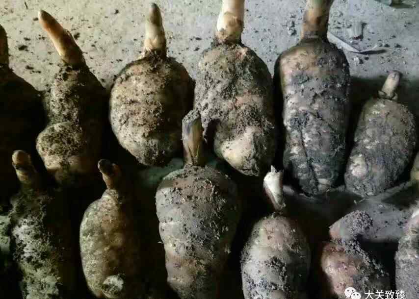 天麻种植方法及步骤 正确吃天麻的5种做法~文章配图