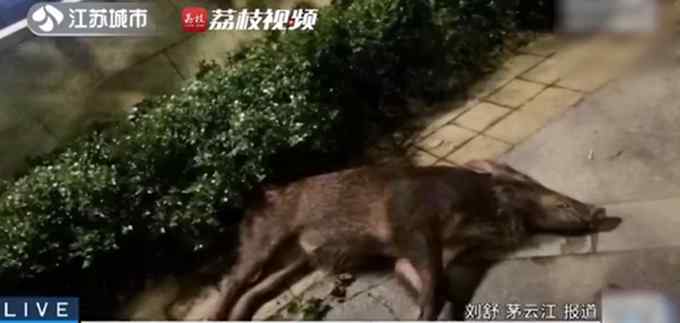 男子深夜开车回家 路旁冲出野猪撞个正着！网友调侃：红烧还是烧烤？