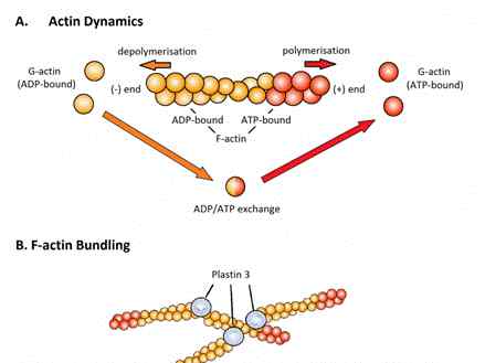 actin 您不曾了解系列[2]：活细胞微丝F-actin染色（ 兼容固定细胞）文章配图