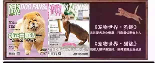 毛狮 狐狸面相，松狮体型，它就是——荷兰毛狮犬！｜真狗秀
