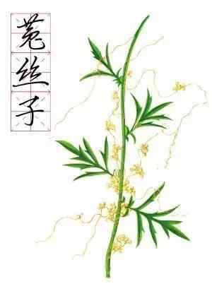 哪个地黄丸能治黄褐斑 治疗黄褐斑，有一味中药很管用！