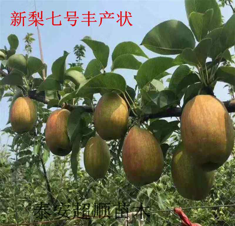 梨树苗报价 发展前景最好的梨树苗价格文章配图