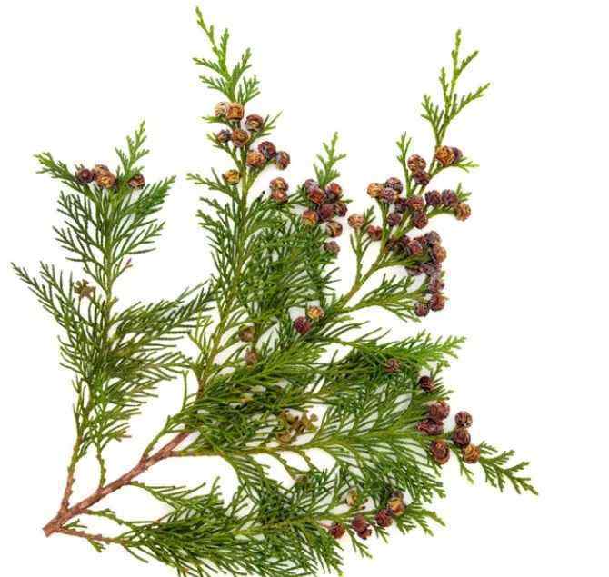 皂荚木 圣经中的植物大全(值得收藏)