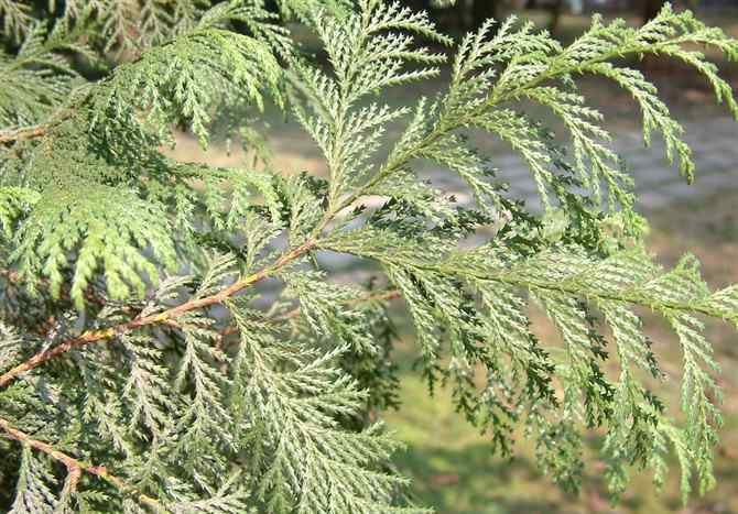 皂荚木 圣经中的植物大全(值得收藏)