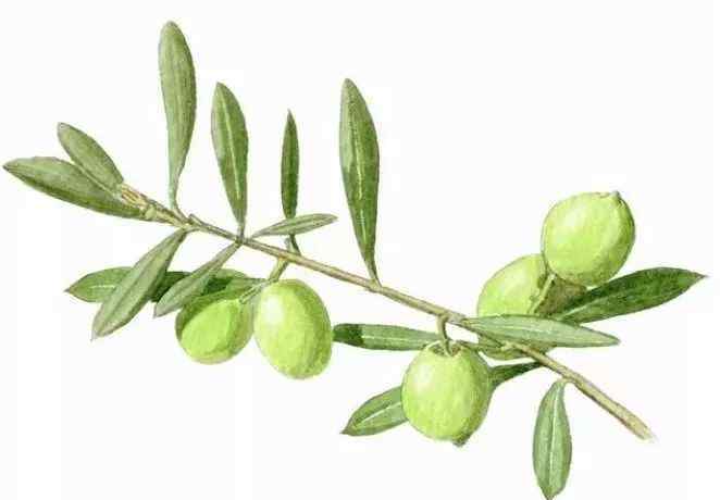 皂荚木 圣经中的植物大全(值得收藏)