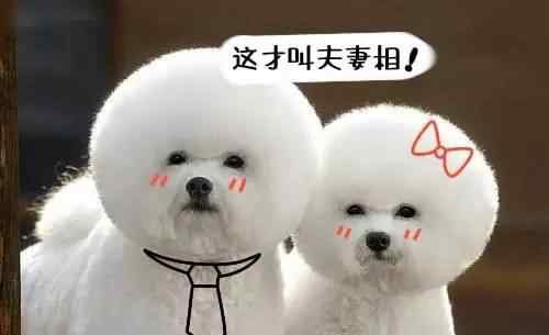 狗绳 打死都不愿意带上狗绳的比熊，用了这个办法终于心甘情愿了！文章配图