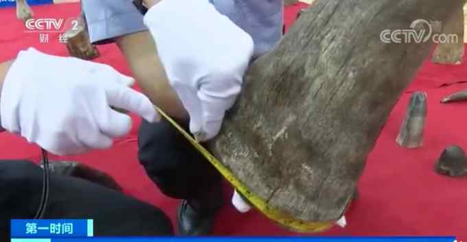 残忍！厦门海关查获价值1亿元犀牛角 70块含有非洲芯片信息