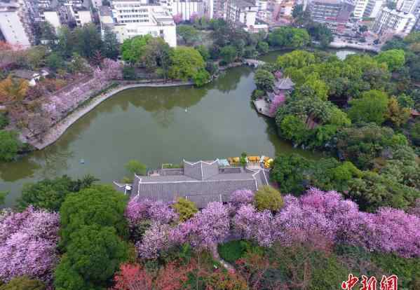 广西柳州紫荆花绽放 上演＂粉色浪漫＂