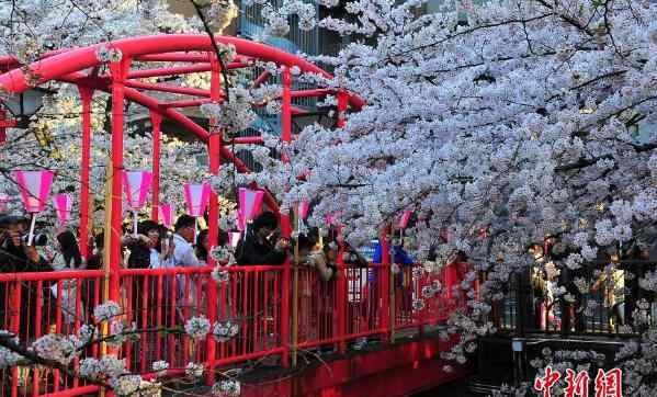 东京又至樱花盛季 街头观花人群络绎不绝文章配图
