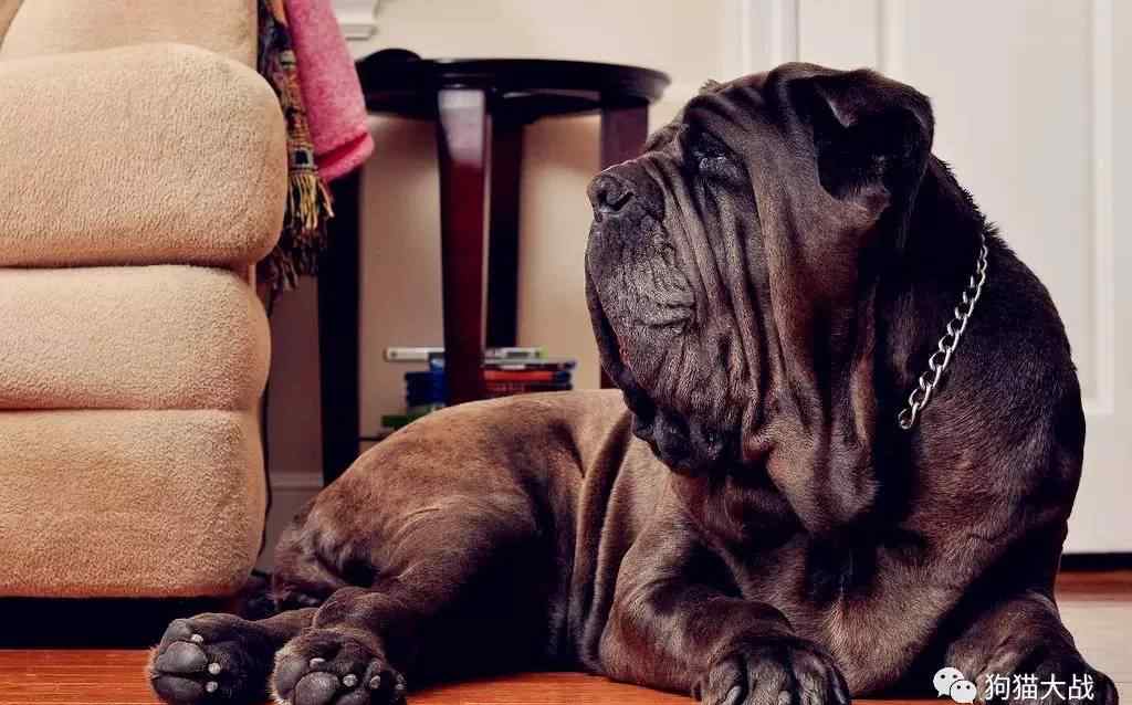 纽波利顿犬 禁犬三巨头之一纽波利顿獒犬（菜鸟篇）文章配图