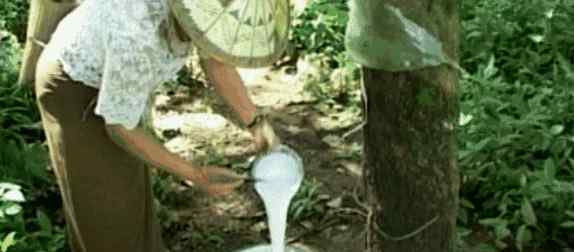 雨林精灵 十八年，她们把自己修炼成了雨林精灵