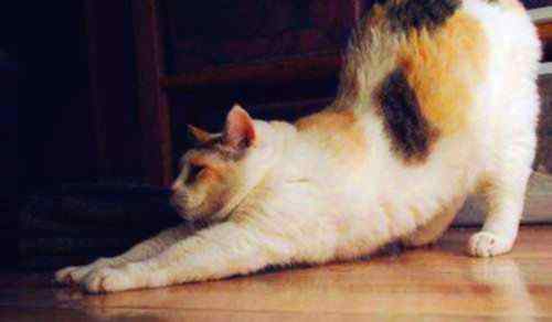 用棉签帮母猫的手法 【宠物的养护小妙招】怎么帮母猫用棉棒，用棉签帮母猫的手法文章配图