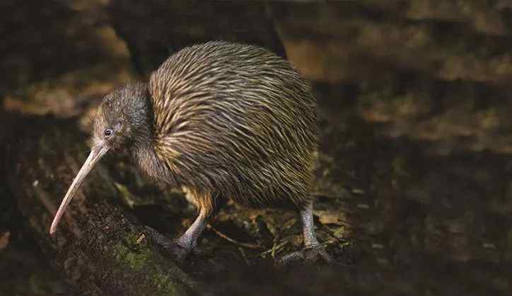 kiwi “老板称呼我Kiwi，我觉得这是种族歧视！”文章配图