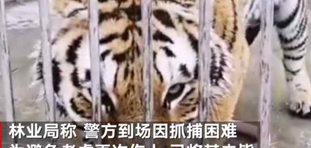 两只老虎出逃咬死饲养员均被击毙 抓捕困难 避免再次伤人 事件详情始末介绍！