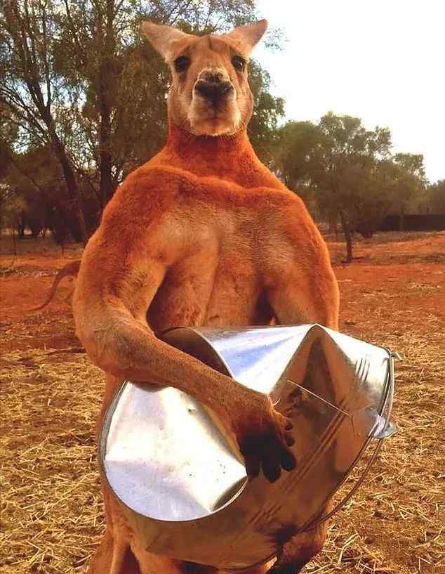 从此袋鼠界少了一只"施瓦辛格"