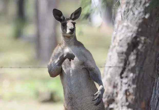 从此袋鼠界少了一只"施瓦辛格"