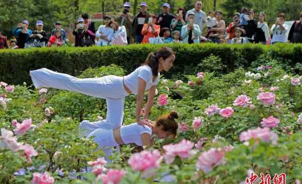 河南洛阳美女牡丹花间练瑜伽与花争艳