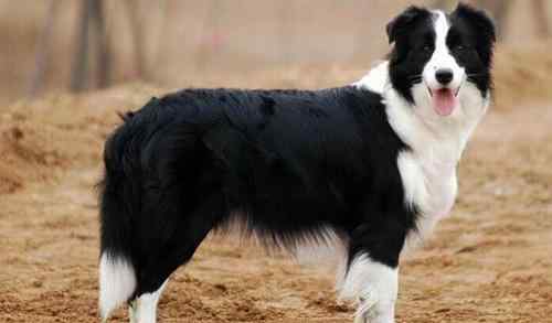 边牧犬 一只成年边牧犬的价格文章配图