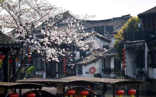 西塘花巷 西塘花巷 | 想把春天装进你的心里文章配图