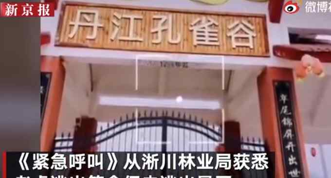 河南一景区两只老虎逃出笼舍咬死饲养员被击毙 官方通报