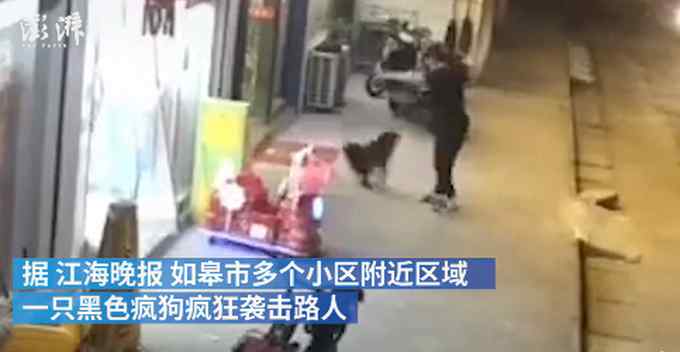 江苏南通一疯狗接连咬伤21人尚未落网 或仍四处游荡 网友：太可怕！