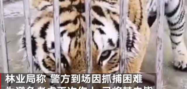 两只老虎出逃咬死饲养员均被击毙 抓捕困难 避免再次伤人 事件的真相是什么？