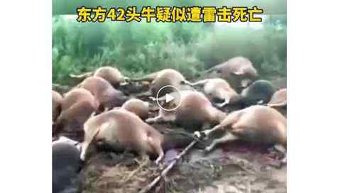 海南42头牛遭雷击死亡 一阵雷电后紧挨着倒地不起 事件详细经过！