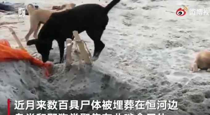 印度恒河边埋葬数百具尸体 鸟类和野狗常聚集在此啃食尸体 到底什么情况呢？
